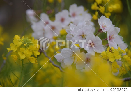 櫻花和油菜花 櫻花和油菜花 100558971