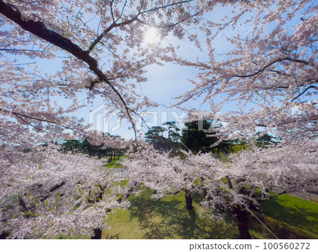 Cherry blossoms in full bloom, Goryokaku Park in full bloom Cherry blossoms in full bloom, Goryokaku Park in full bloom 100560272