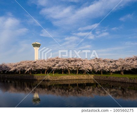 Cherry tree full bloom Goryokaku Park Cherry tree full bloom Goryokaku Park 100560275