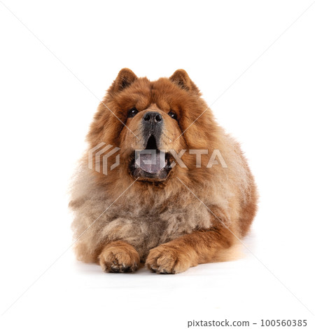 Chow-Chow elongated front view 100560385