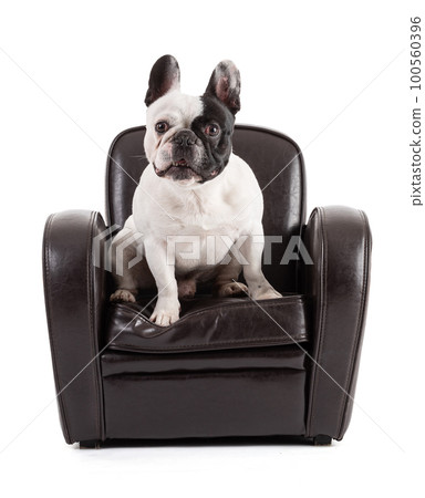 French Bulldog sitting on a black leather armchair 100560396