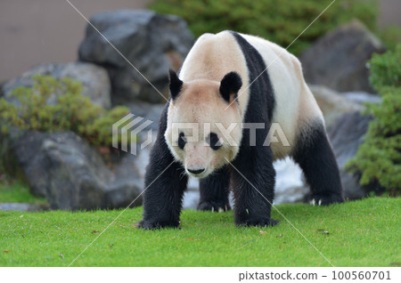 Eimei taking a walk 100560701