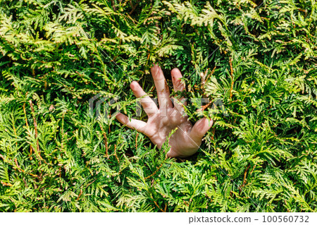 Palm of hand sticking out of thuja green wall 100560732