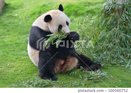 Beach eating bamboo deliciously 100560752
