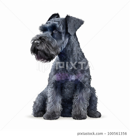 Cute nice dog breed kerry blue terrier isolated on white portrait close-up, beautiful pet, fluffy dog 100561356