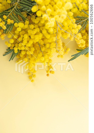 Mimosa spring flowers branches on the yellow vertical background Mimosa spring flowers branches on the yellow vertical background 100562666