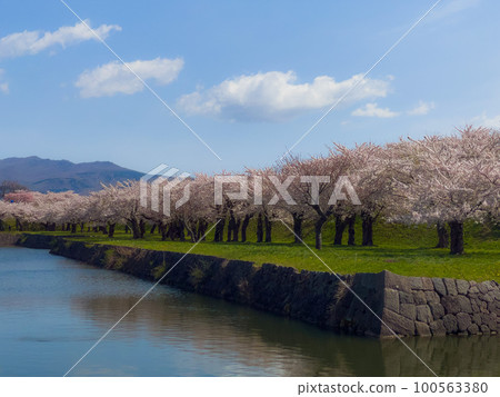 五棱郭公園的一排櫻花樹 100563380