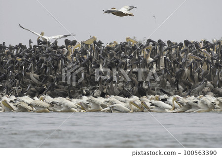 Great white pelican colony 100563390