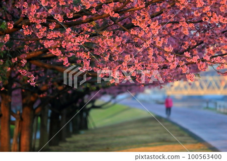 Daikanzakura (Shioiri Park) 100563400