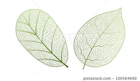 Leaf vein vector texture isolated transparent autumn black detail botanical vein leaf organic 100564690