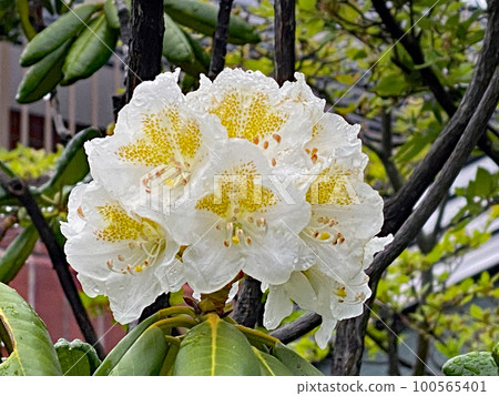 白杜鵑 從春天到初夏的北海道,絢麗優雅的球形大花一齊綻放 白杜鵑 從春天到初夏的北海道,絢麗優雅的球形大花一齊綻放 100565401