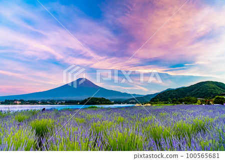 Mt.Fuji at Dusk ~Lavender Fields at Oishi Park, Lake Kawaguchi~ 100565681