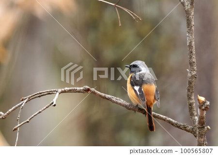 Redstart perching on a tree 100565807