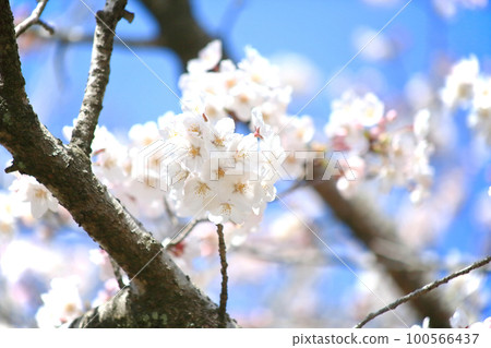 白大島櫻花的特寫 白大島櫻花的特寫 100566437