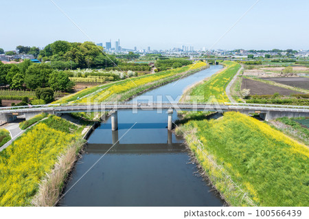 Aerial photography "Saitama Prefecture" Rape blossoms blooming on the Shibakawa riverbed Spring 100566439