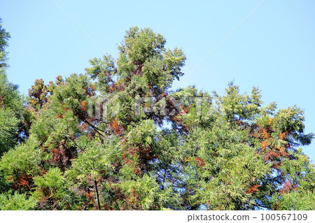 Cedar fruit 100567109