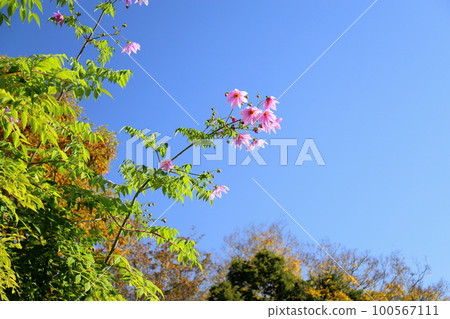 CotyDalia Flower CotyDalia Flower 100567111