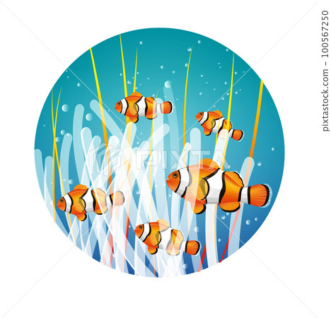 銀蓮花魚 銀蓮花魚 100567250
