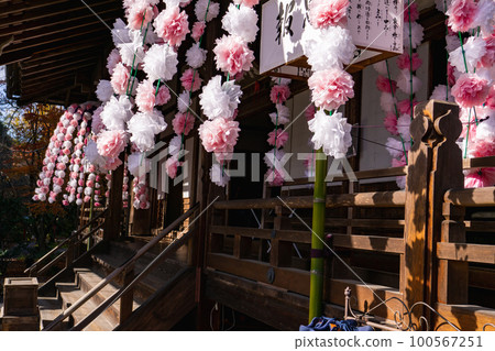 京都北山常勝寺大江色櫻花盛開 100567251