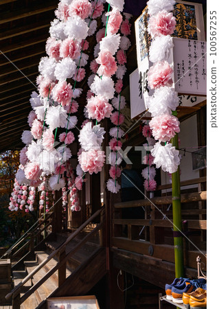 京都北山常勝寺大江色櫻花盛開 京都北山常勝寺大江色櫻花盛開 100567255