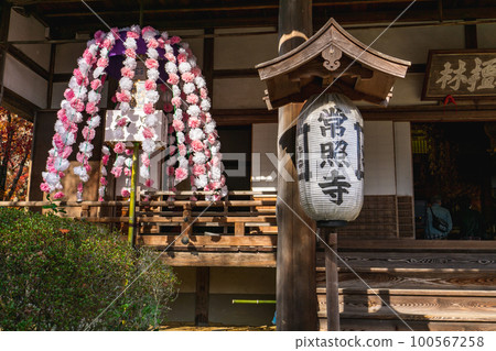 京都北山常勝寺大江色櫻花盛開 100567258