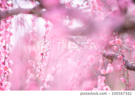 早春盛開的粉紅色梅花 100567382