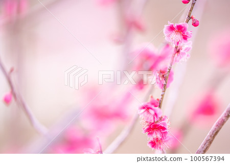 開花在早期的春天的紅色花 100567394