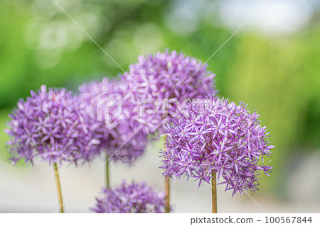 在明亮的陽光下開花的蔥,散景背景 在明亮的陽光下開花的蔥,散景背景 100567844