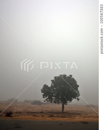 一棵被印度晨霧覆蓋的樹 100567883