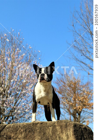 Mighty the Boston Terrier riding on a rock under the blue sky of Tsurugashima Sports Park and the scenery of the grove Mighty the Boston Terrier riding on a rock under the blue sky of Tsurugashima Sports Park and the scenery of the grove 100567939