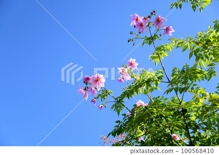 CotyDalia花 CotyDalia花 100568410