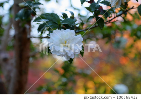 Sasanqua flowers Sasanqua flowers 100568412
