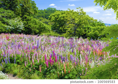 Fresh green and lupine flower garden Fresh green and lupine flower garden 100569583