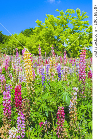 Fresh green and lupine flower garden (vertical) Fresh green and lupine flower garden (vertical) 100569587