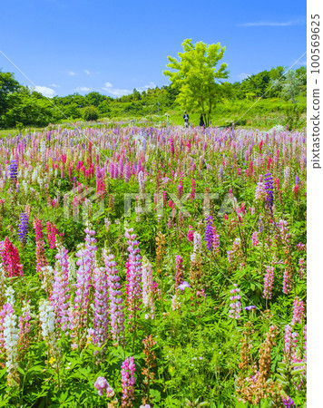 羽扇豆春開高原（豎） 100569625