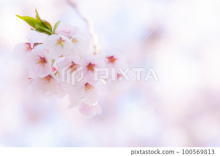 櫻桃花瓣 100569813