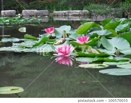 平安神宮盛開的睡蓮 100570035