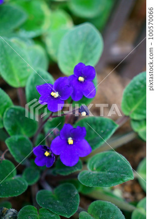 4410 African Violet 100570066