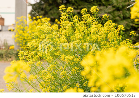 Beautiful rape blossoms Beautiful rape blossoms 100570512