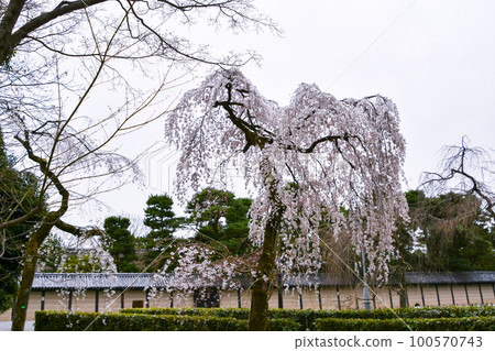 京都御所垂枝櫻花 京都御所垂枝櫻花 100570743