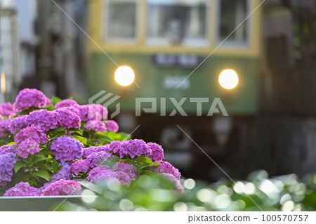 Enoden Type 300和繡球花[長谷站附近] 100570757