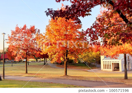 The autumn leaves park The autumn leaves park 100571596
