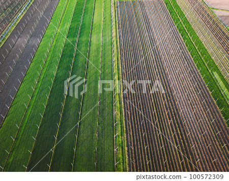 Green crops and dirt on the ground alternating on agricultural fields down bellow  100572309