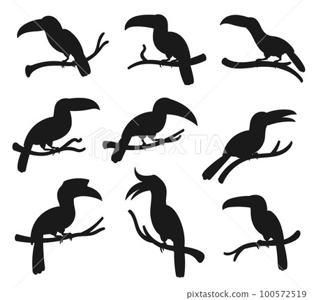 Exotic tropical birds, vector silhouette icons. Cartoon toucan and hornbill birds with big beaks sitting on tree branch, jungle birds and zoology park symbols 100572519