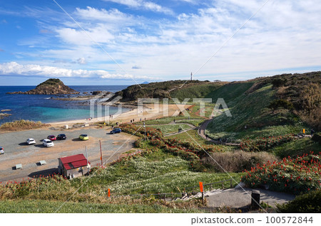 Wild Narcissus Colony in Tsumekizaki [Shimoda City, Shizuoka Prefecture] 100572844