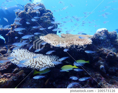 宮古島的藍色大海、珊瑚和魚群 宮古島的藍色大海、珊瑚和魚群 100573116