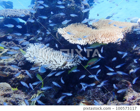 宮古島的藍色大海、珊瑚和魚群 宮古島的藍色大海、珊瑚和魚群 100573117