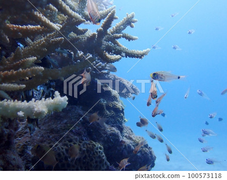 宮古島的藍色大海、珊瑚和魚群 宮古島的藍色大海、珊瑚和魚群 100573118