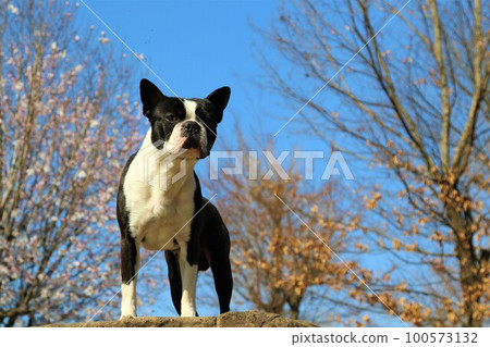 Mighty the Boston Terrier riding on a rock under the blue sky of Tsurugashima Sports Park and the scenery of the grove 100573132