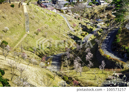 Yoshino Umekyo，東京青梅市梅花節的複興 100573257